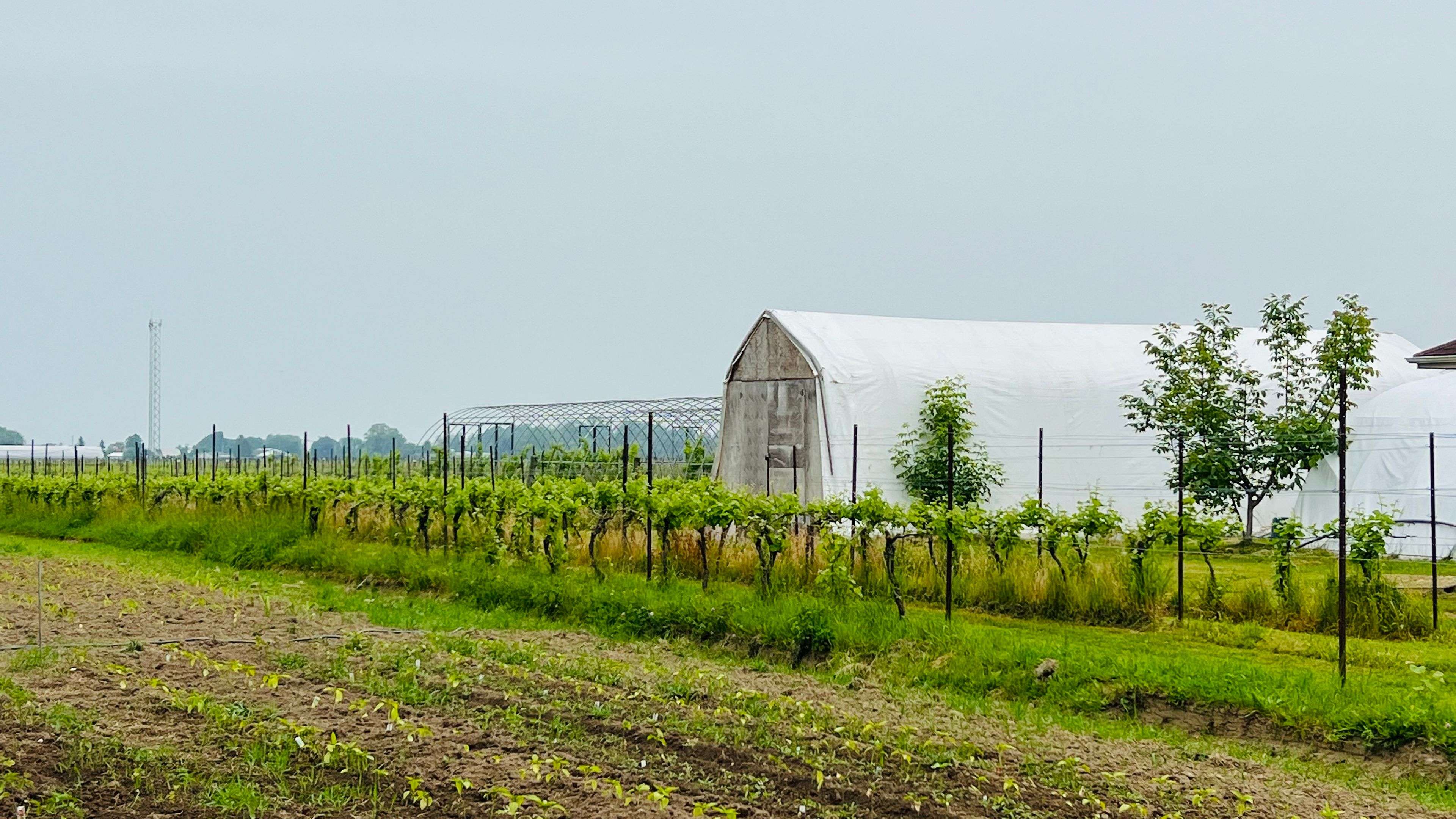 84 EAST WEST Line, Niagara-on-the-lake, ON L0S 1J0