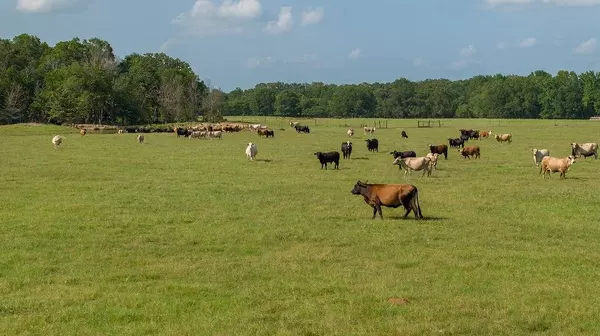 No City, TX 75436,000000 County Rd. 2356