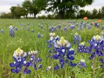 De Leon, TX 76444,TBD County Road 468