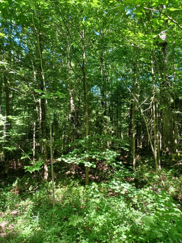 Georgian Bluffs, ON N0H 2T0,382309 Concession 17 N/A