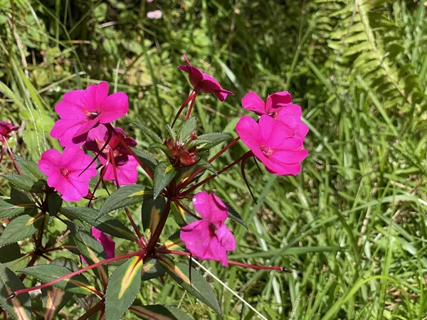 Volcano, HI 96785,MAKOA RD