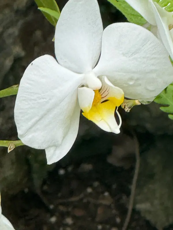 Volcano, HI 96785,11-1993 KALEPONI DR