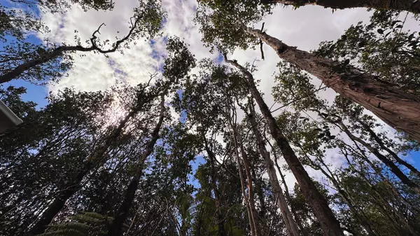 Volcano, HI 96785,18-2319 KAKAHIAKA UHANE ST