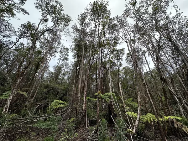 Volcano, HI 96785,18-2319 KAKAHIAKA UHANE ST