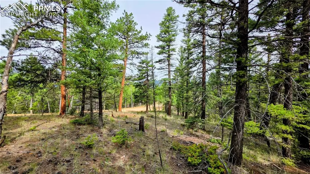 223 Shavano Creek TRL, Florissant, CO 80816
