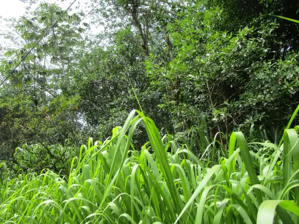 Keaau, HI 96749,23RD AVE