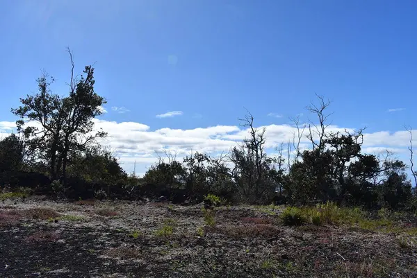 92-9082 TIKI LN, Ocean View, HI 96737