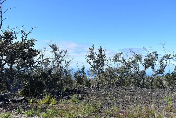 92-9082 TIKI LN, Ocean View, HI 96737