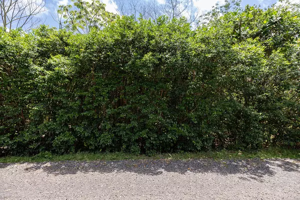 Keaau, HI 96749,5TH AVE