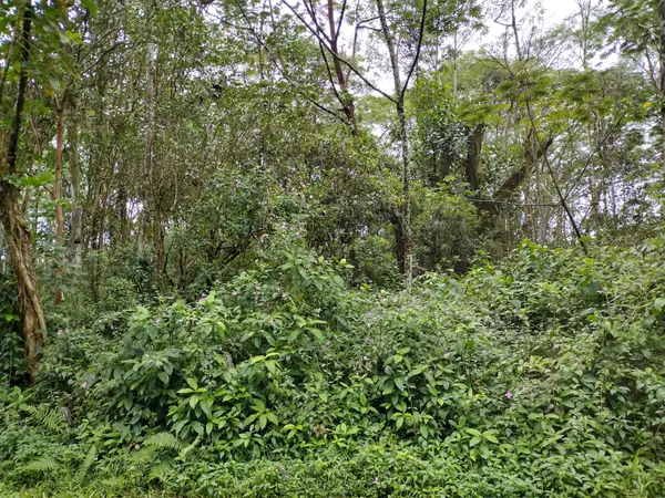 CHURCH RD, Pahoa, HI 96778