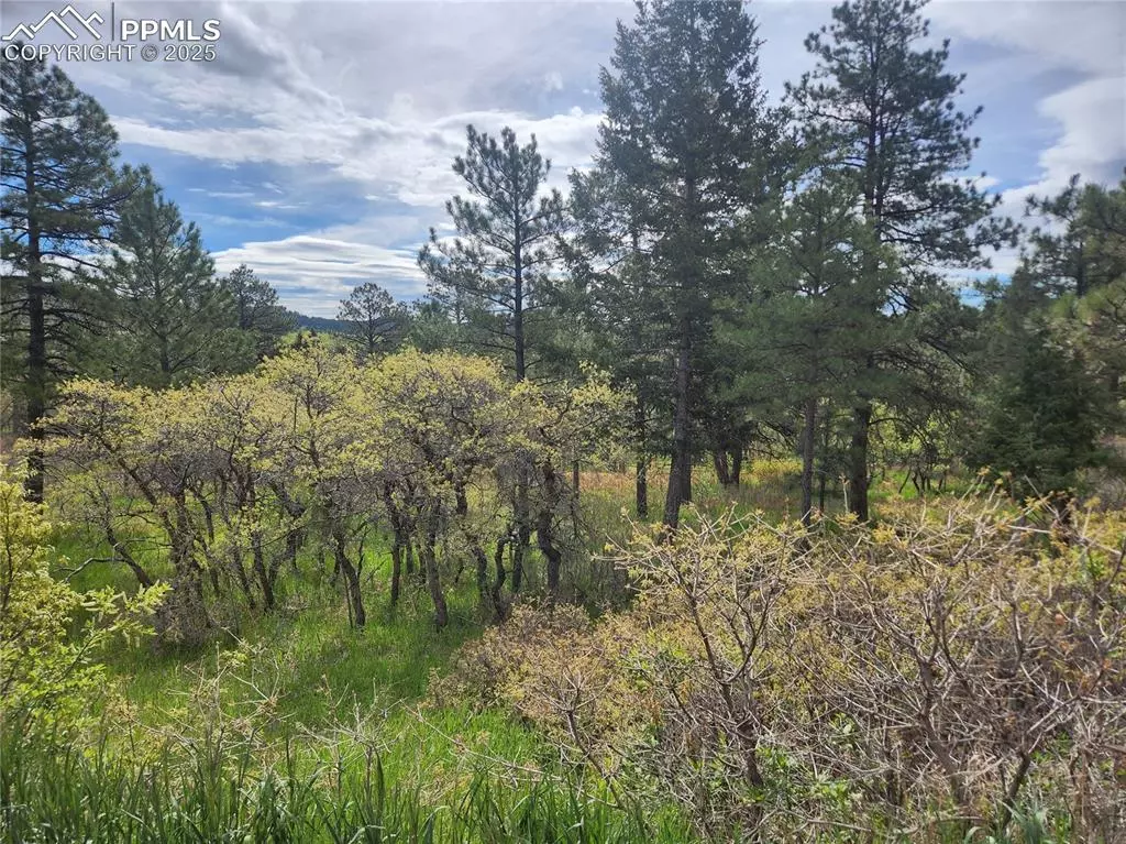 Palmer Lake, CO 80133,Buena Vista AVE