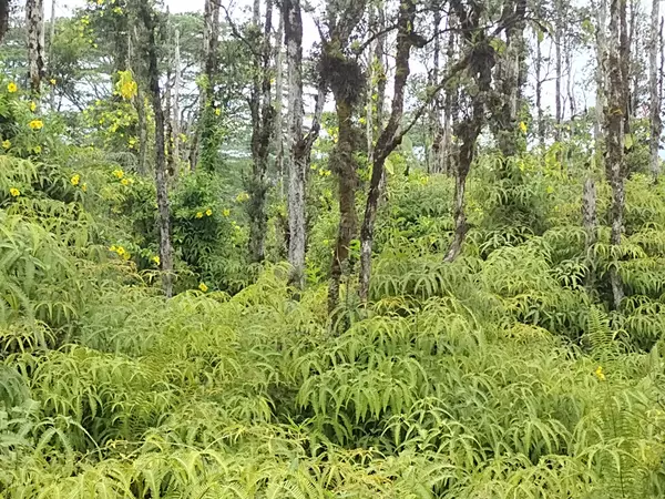 Pahoa, HI 96778,TUTU RD