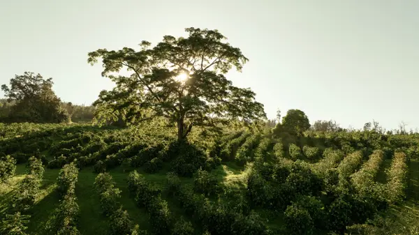 Captain Cook, HI 96704,87-2854 HAWAII BELT RD