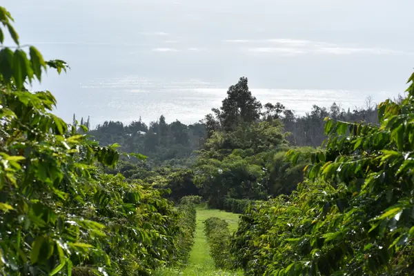 87-2854 HAWAII BELT RD, Captain Cook, HI 96704