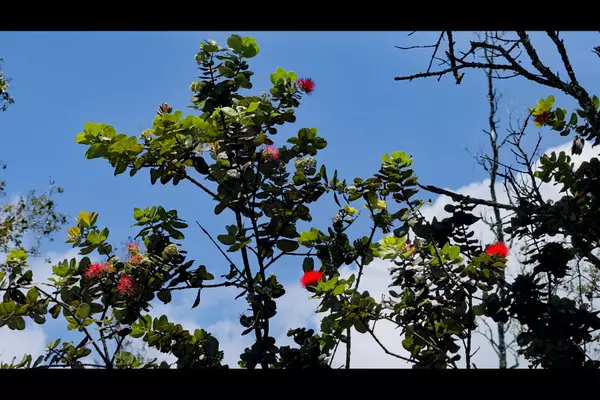 Keaau, HI 96749,6TH AVE