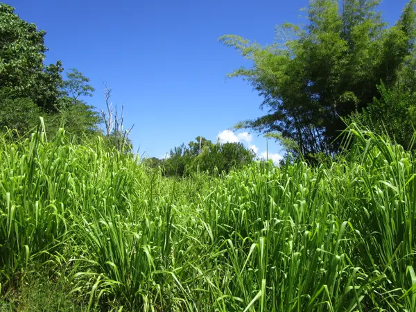 Pepeekeo, HI 96783,28-110 KULAIMANO HOMESTEAD ROAD