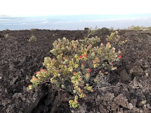 Ocean View, HI 96737,COCOANUT DR