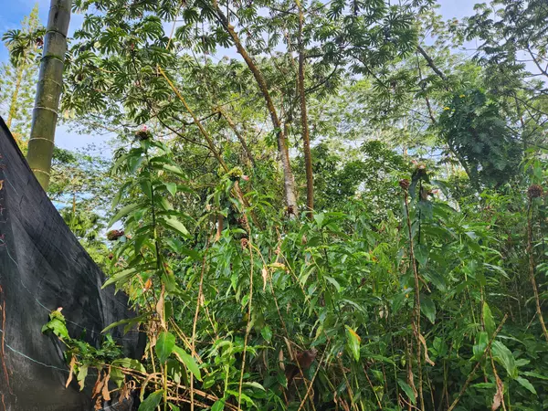 Pahoa, HI 96778,SEAVIEW RD