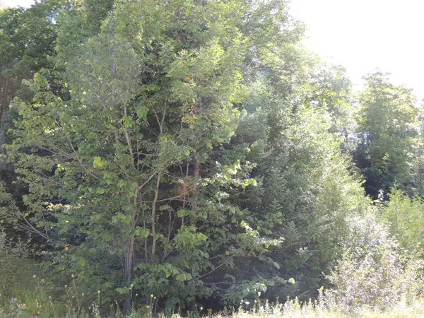 West Grey, ON N0C 1H0,LT 35 HIGHLAND DR