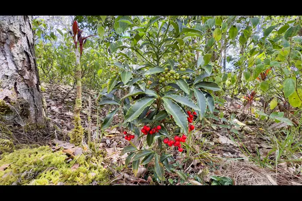 16-1594 40TH AVE, Kurtistown, HI 96760