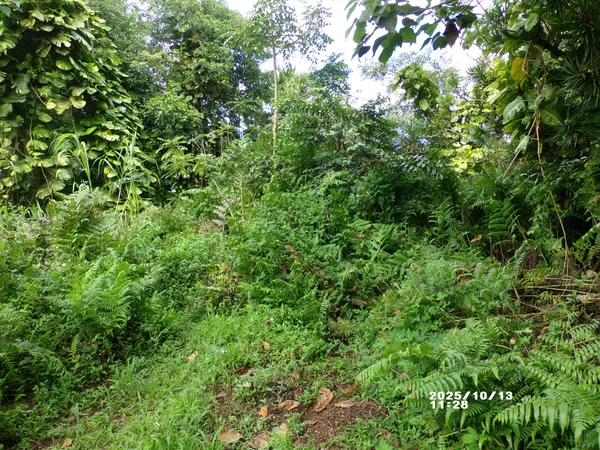 Pahoa, HI 96778,KEKAUONOHE ST