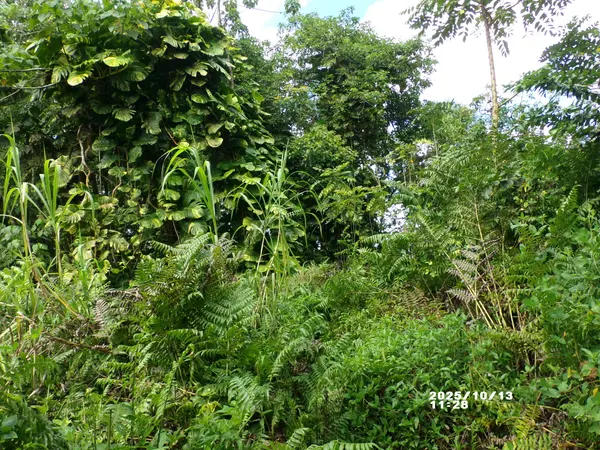 Pahoa, HI 96778,KEKAUONOHE ST