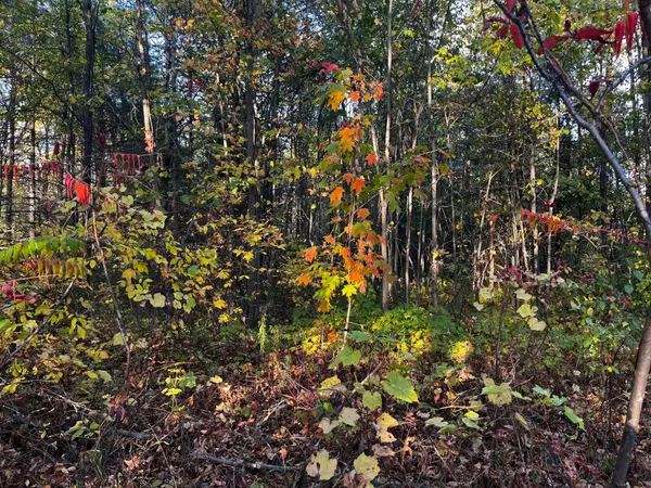 Mcnab/braeside, ON K0A 3L0,lot 0 Bellamy RD