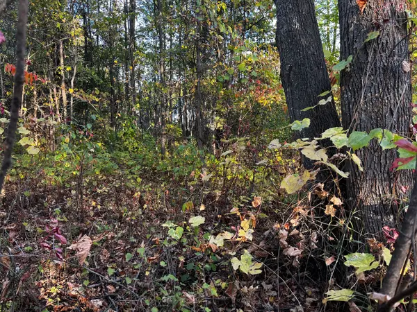 Mcnab/braeside, ON K0A 3L0,lot 0 Bellamy RD