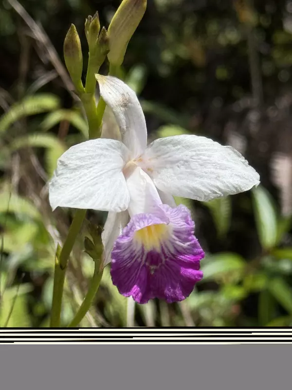 Mountain View, HI 96771,WAILELE ST