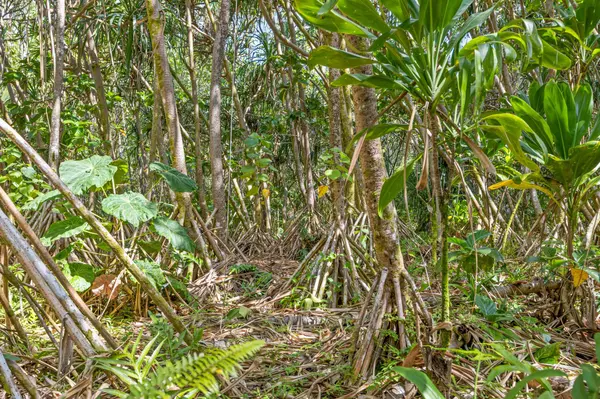 KOAEKEA ST, Pahoa, HI 96778