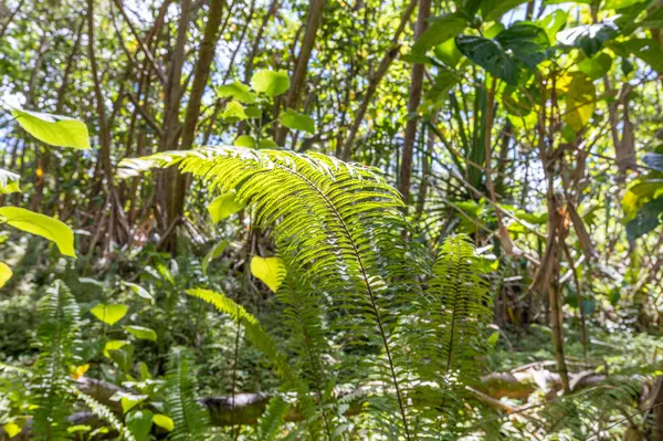 KOAEKEA ST, Pahoa, HI 96778