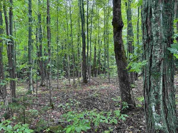 Mancelona, MI 49659,6125/6151 Cunningham RD