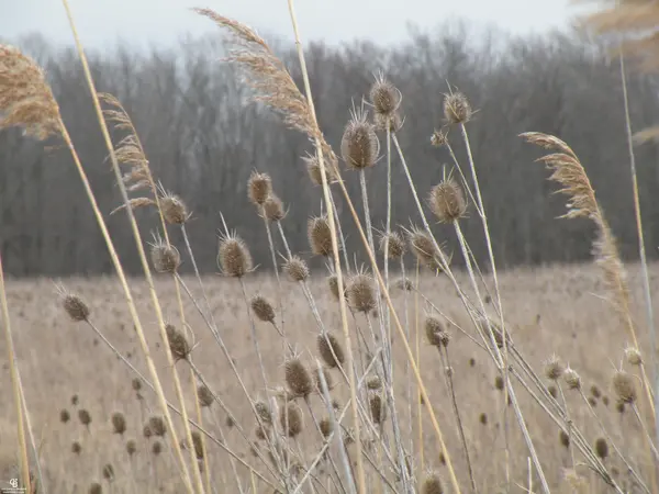 Lenox, MI 48048,00 Place RD