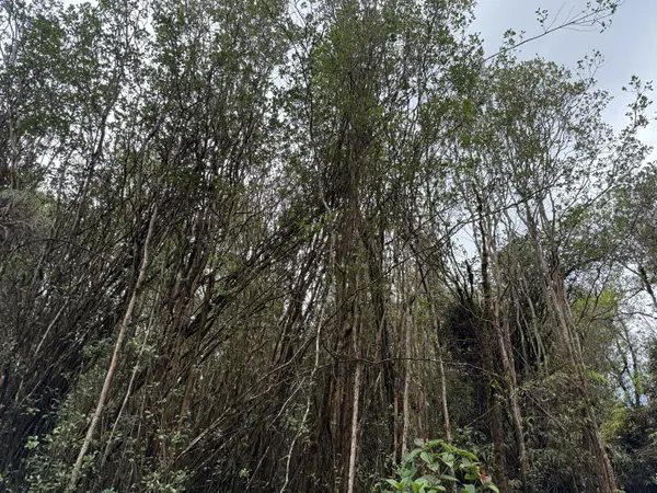 WAIKIKI ST, Mountain View, HI 96771