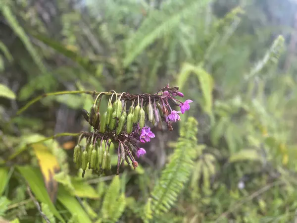 ROAD 6 (OOAA), Mountain View, HI 96760