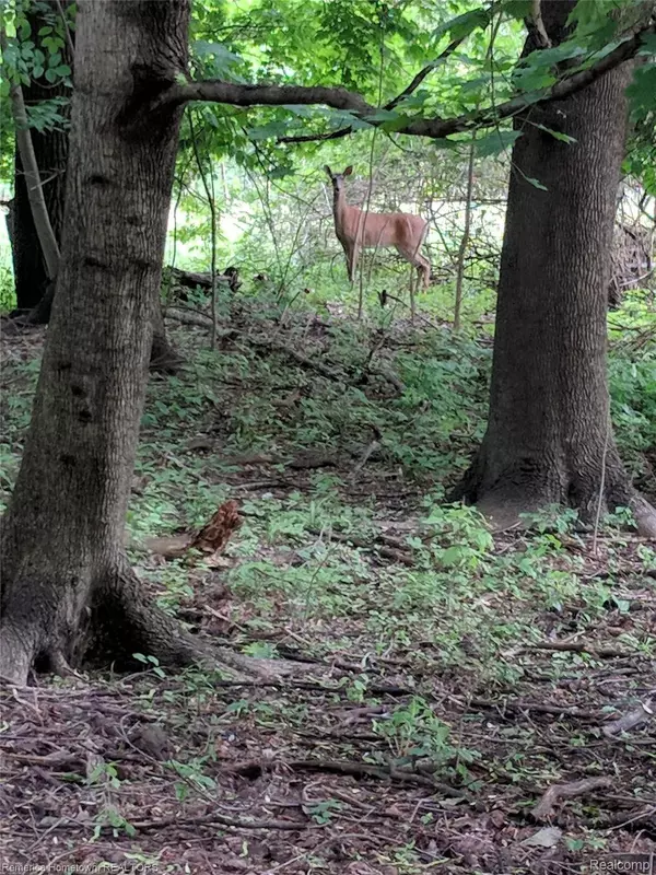 Northville, MI 48167,607 FAIRBROOK ST