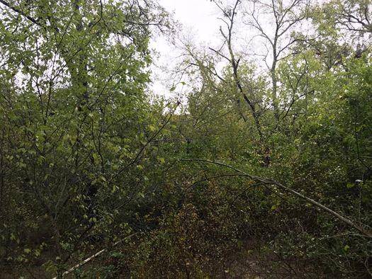 TBD Farm Market 1365, Mexia, TX 76667