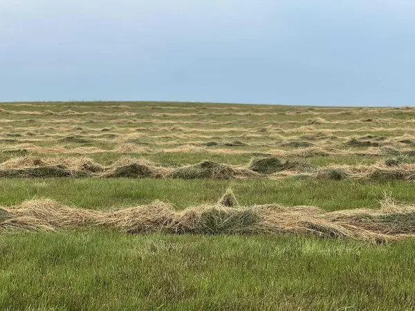 Rural Foothills County, AB T0L 0J0,Hwy 23