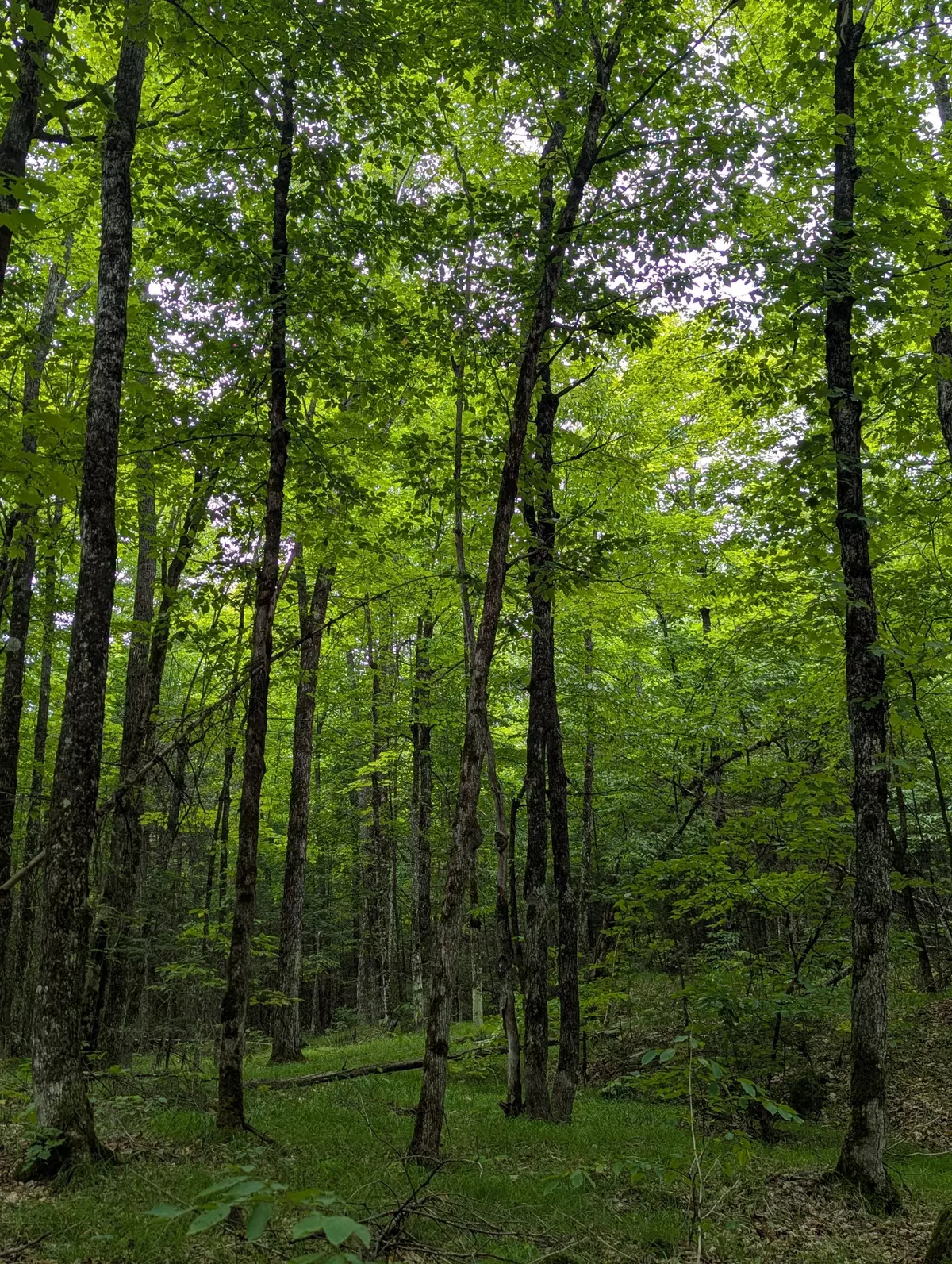 Lanark Highlands, ON K0G 1K0,00 Triple Tower RD