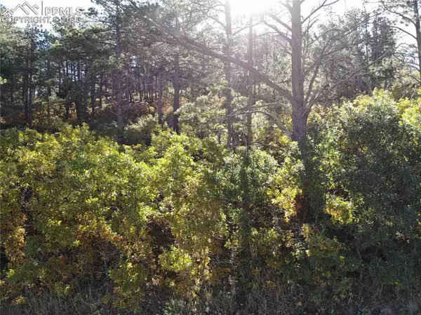 Palmer Lake, CO 80133,Oakdale TER