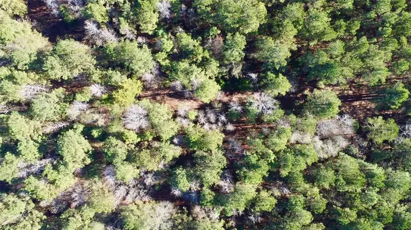 Hughes Springs, TX 75656,TBD CR 2921