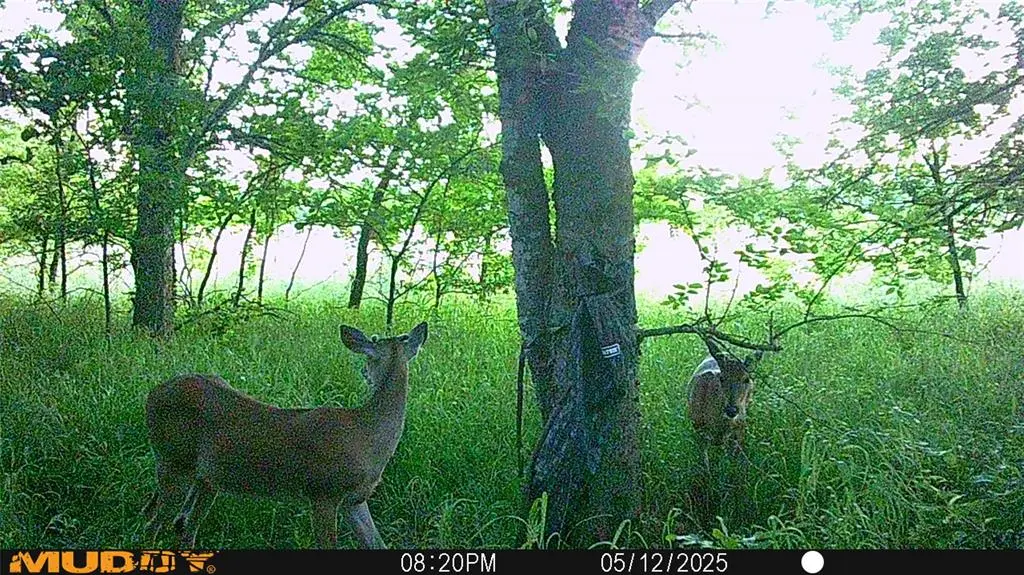 131 Dugan Chapel Rd Road, Bells, TX 75414