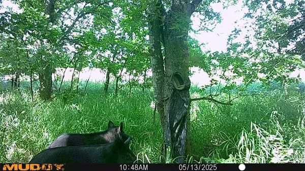 Bells, TX 75414,131 Dugan Chapel Rd Road