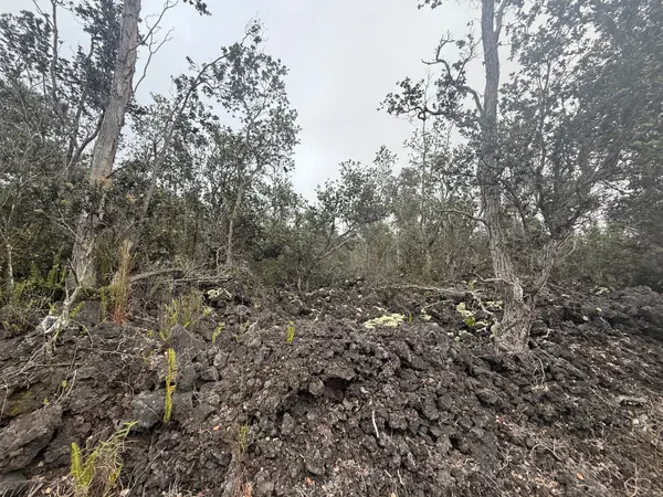 Ocean View, HI 96737,92-9170 TREE FERN LN