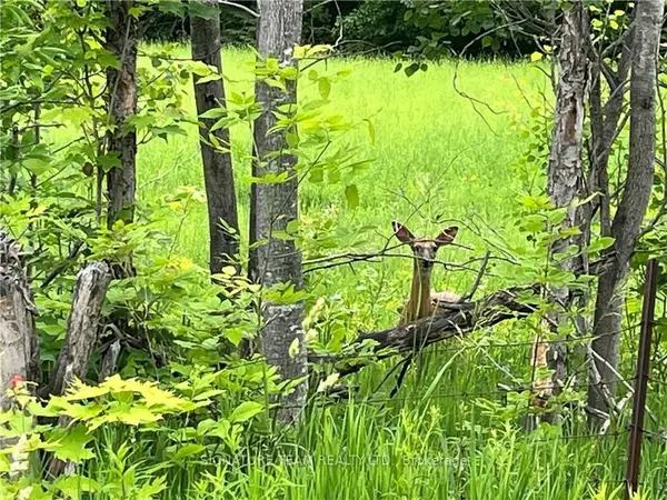 Whitewater Region, ON K0J 1V0,0 Grant Settlement RD