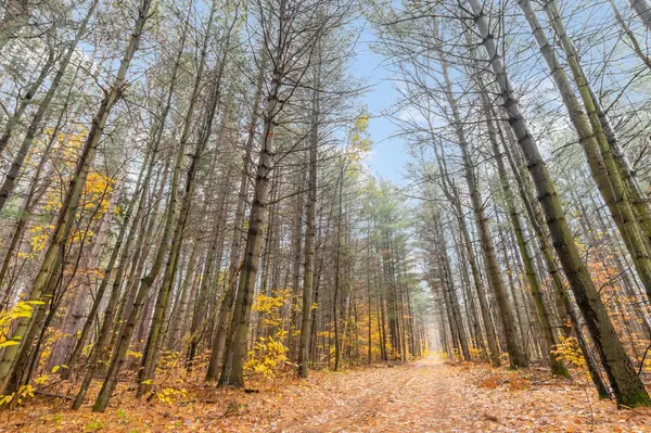 Clearview, ON L0M 1N0,5992 Concession 2 Sunnidale N/A