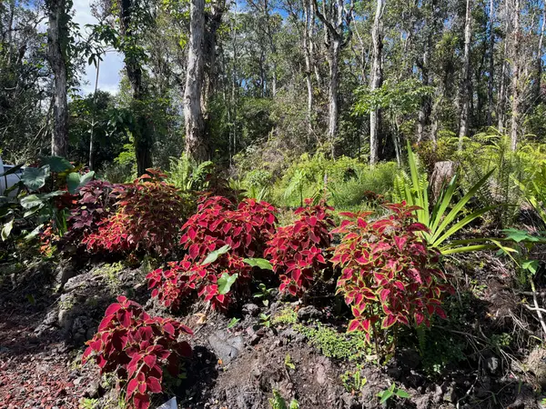 Pahoa, HI 96778,777 IOLANI ST