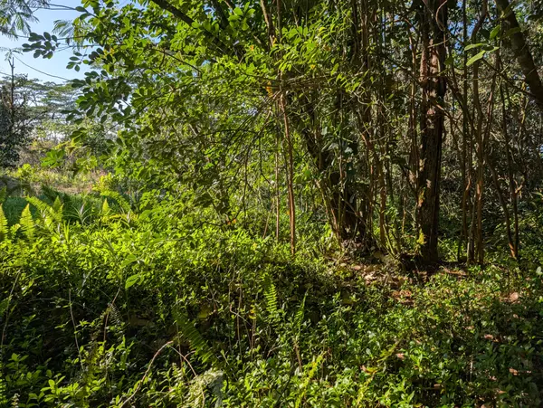 Keaau, HI 96749,8TH AVE