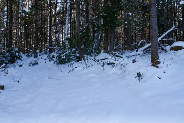 Minden Hills, ON K0M 2K0,TBD Tom Bolton RD