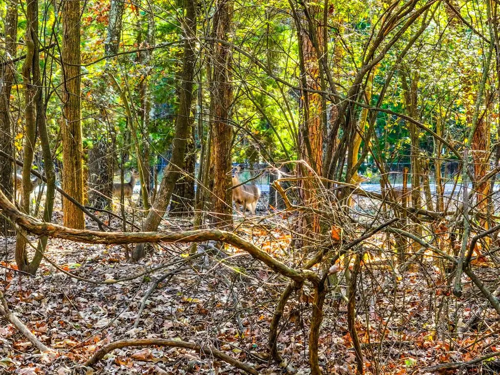 Mount Vernon, TX 75457,Lot 17 Sweet Gum Lane